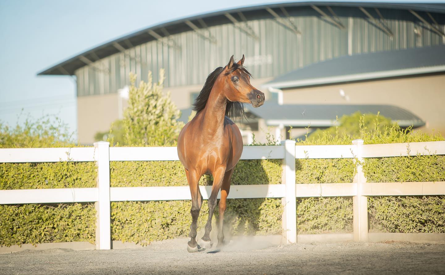 Arabian Brood Mare